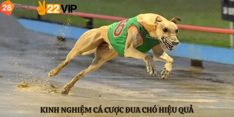 Kinh Nghiệm Cá Cược Đua Chó Hiệu Quả